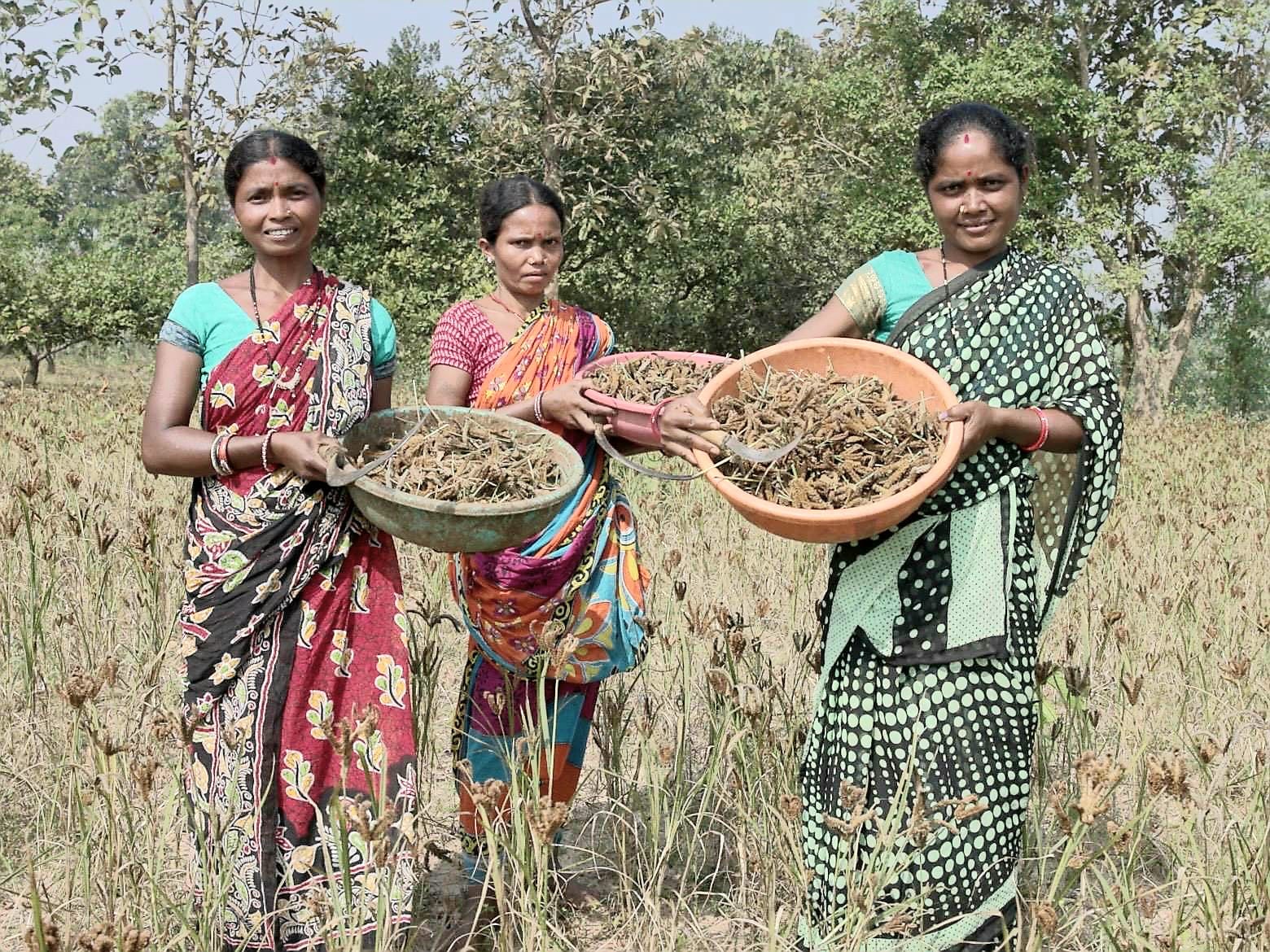 Seeds of Empowerment: Tribal Women Champion Sustainable Millet Farming