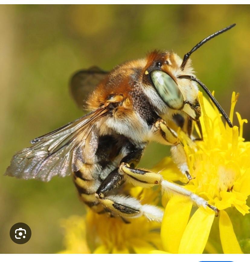 World Bee Day: Amazing Facts About Honey Bees